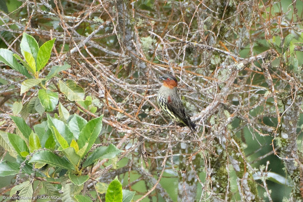 Chestnut-crested Cotinga - ML637759415
