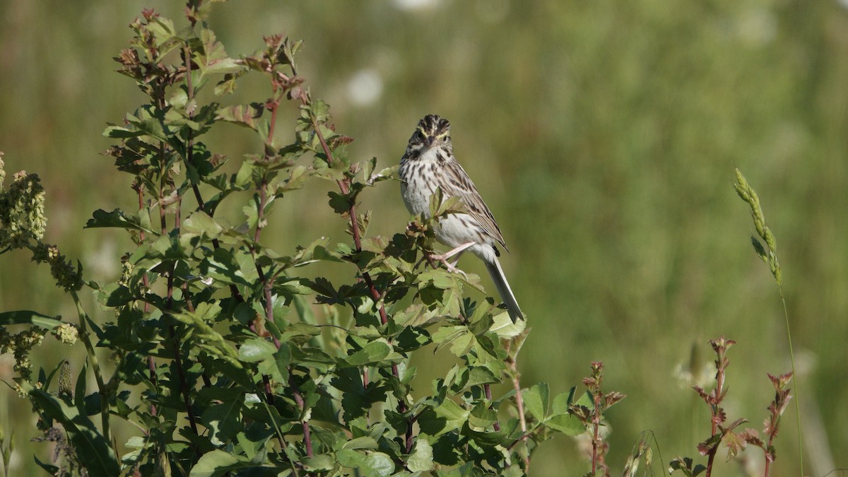 Savannah Sparrow - ML637759416