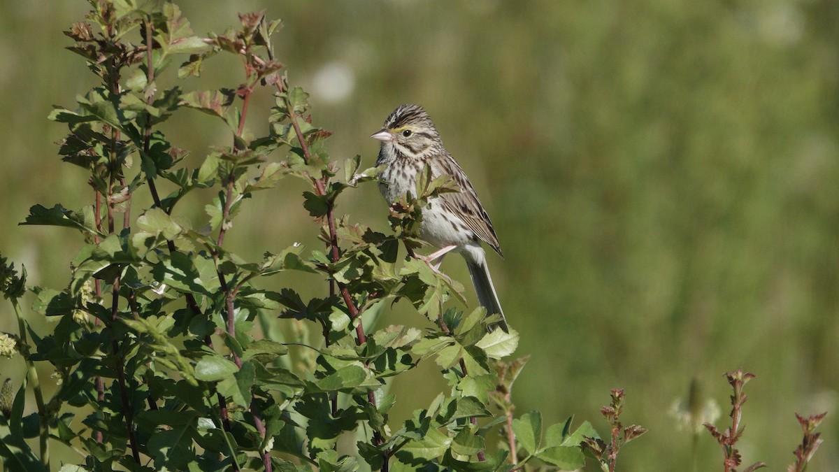 Savannah Sparrow - ML637759417