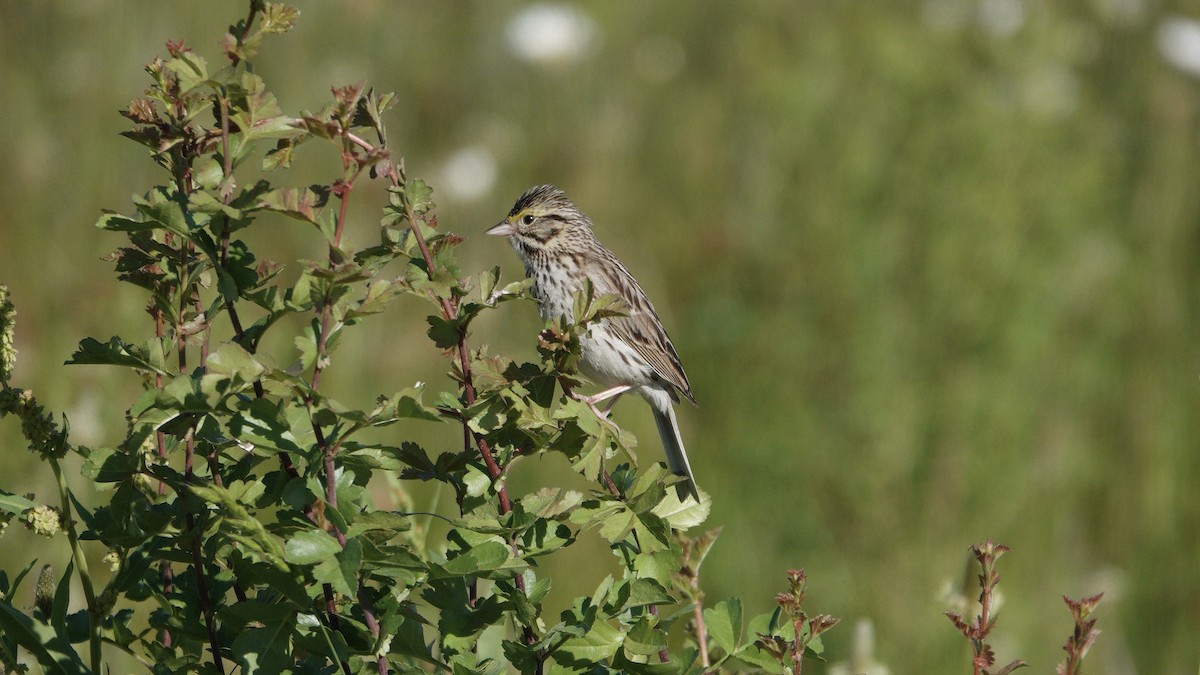 Savannah Sparrow - ML637759418
