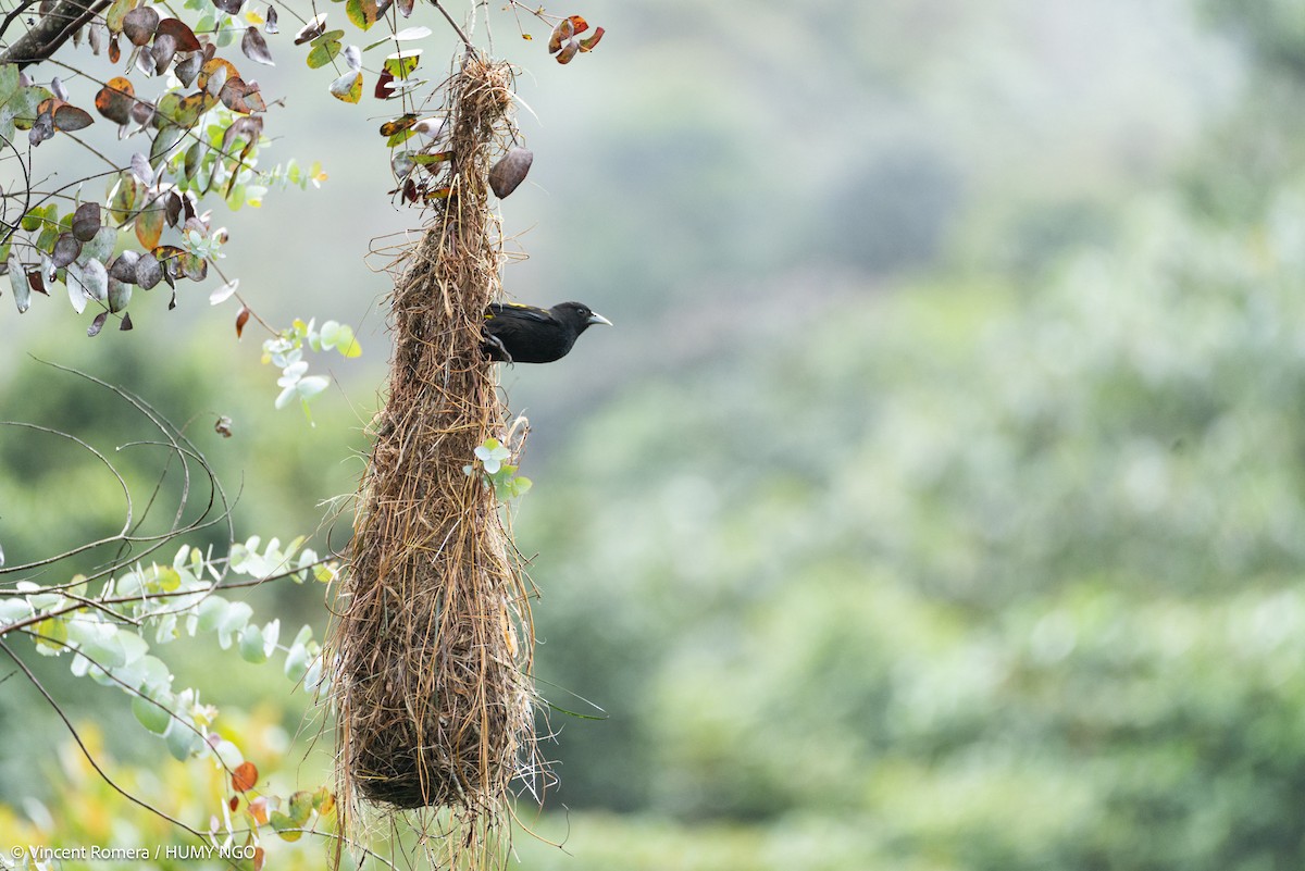Mountain Cacique - ML637759421