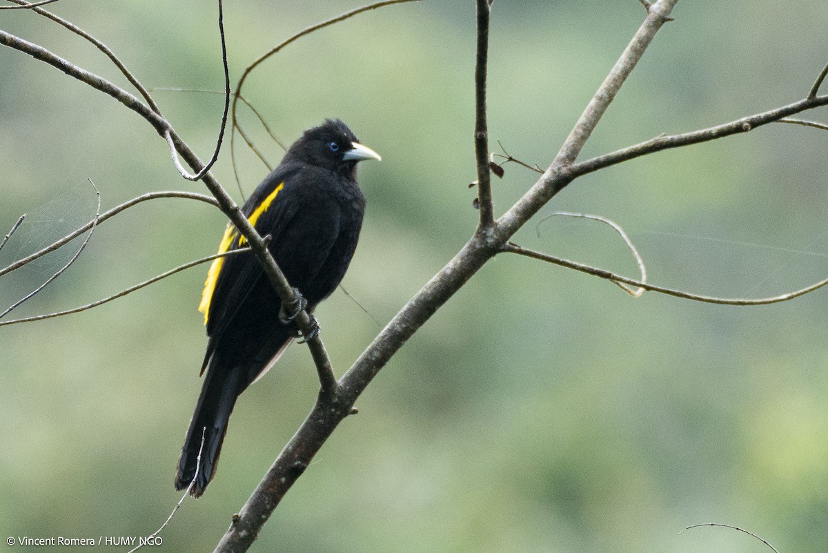 Mountain Cacique - ML637759422