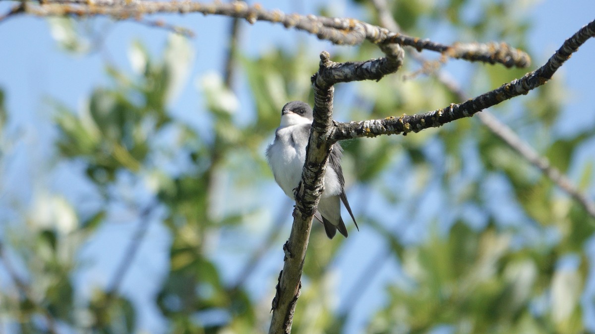 Tree Swallow - ML637759427