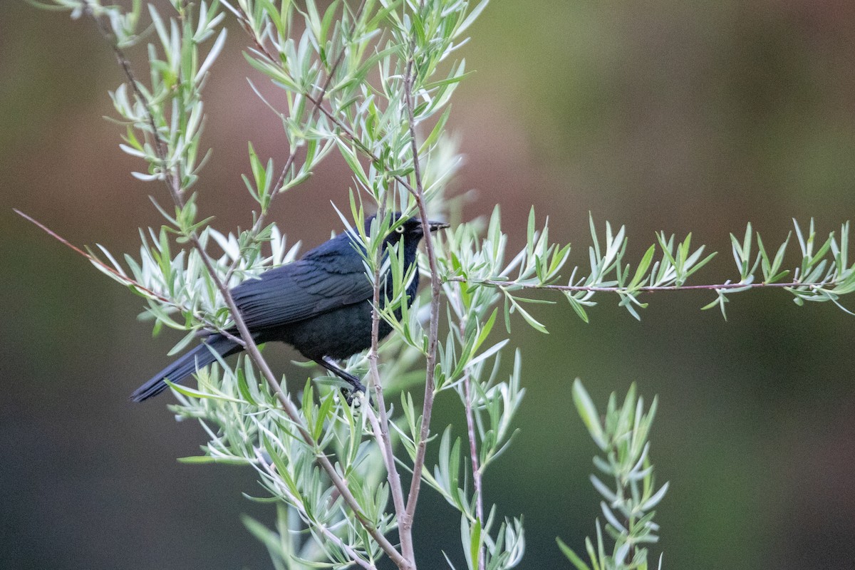 Brewer's Blackbird - ML637759432