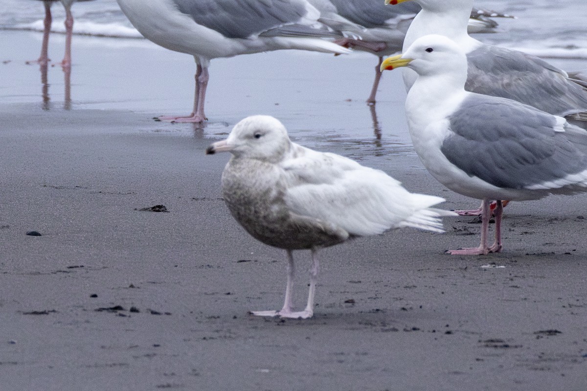 Glaucous Gull - ML637759444