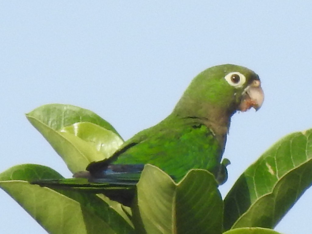 Olive-throated Parakeet - ML637759446