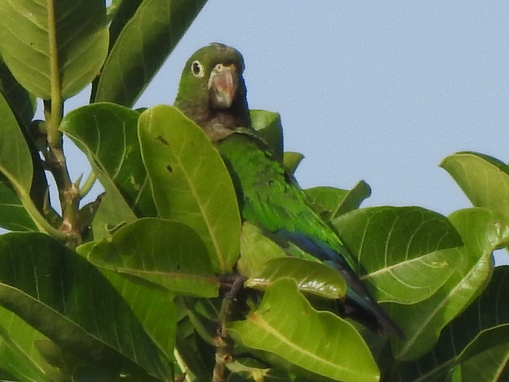 Olive-throated Parakeet - ML637759454