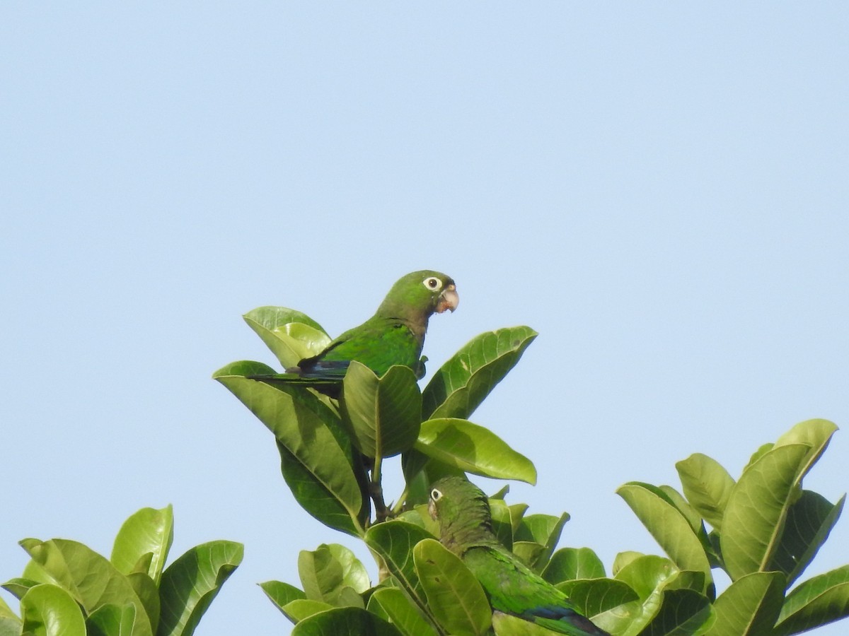 Olive-throated Parakeet - ML637759455
