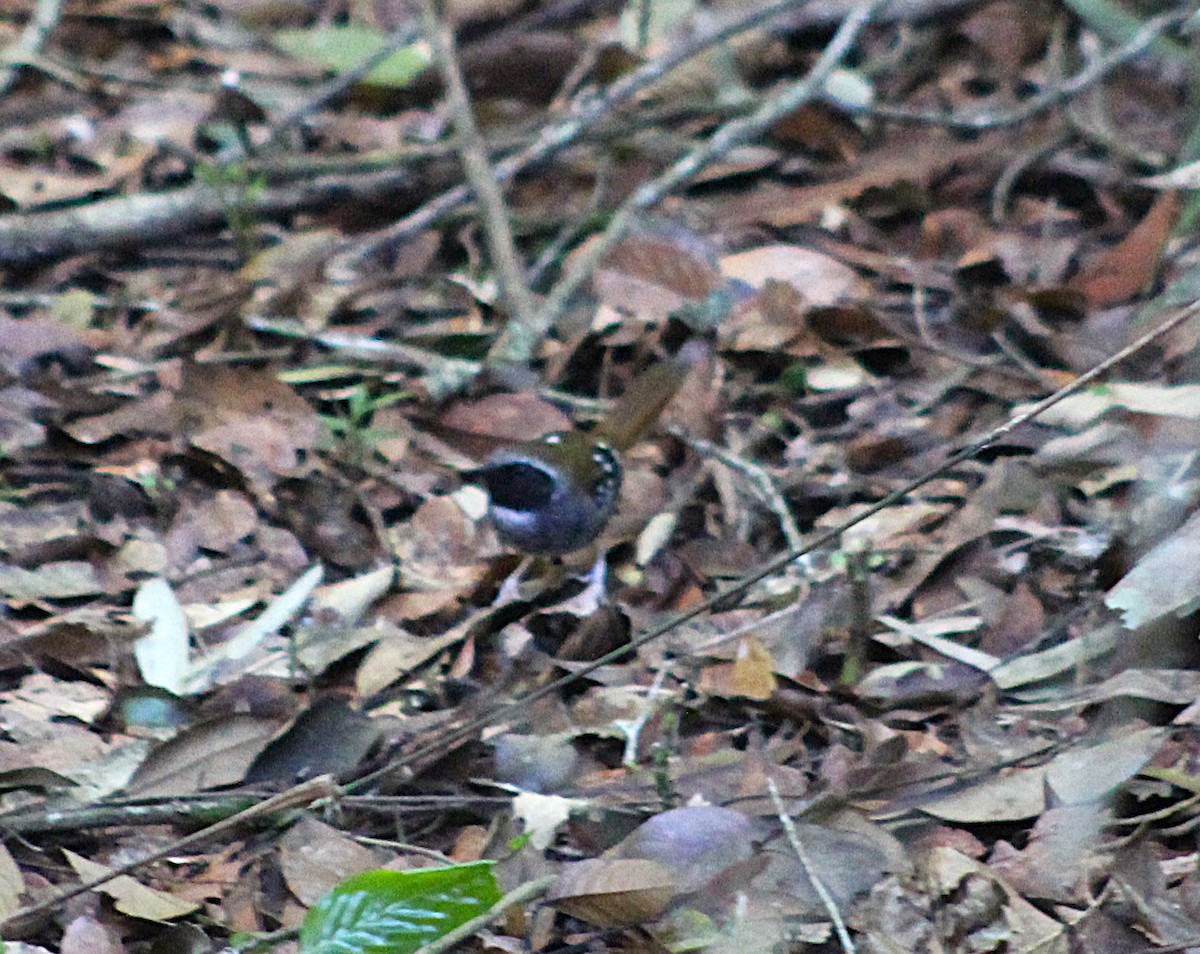 Squamate Antbird - ML637759523