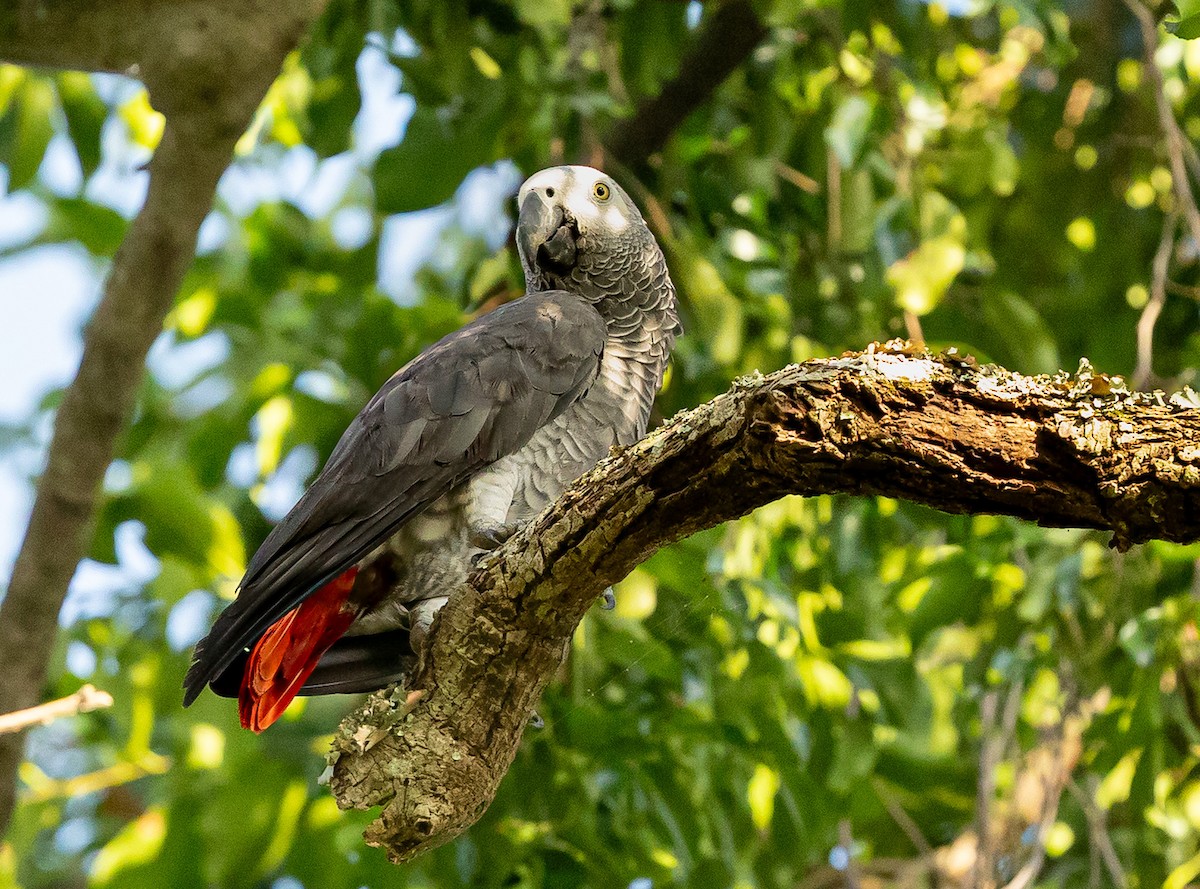 Gray Parrot - ML637759526