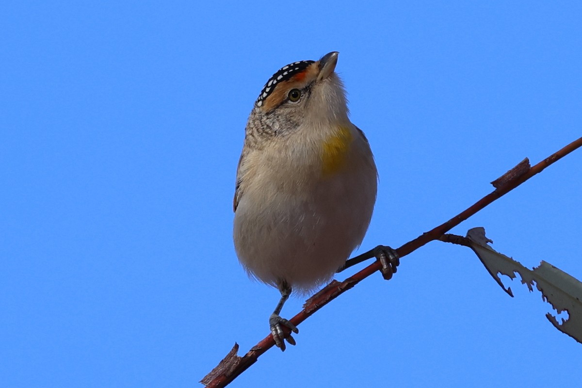 Red-browed Pardalote - ML637759548