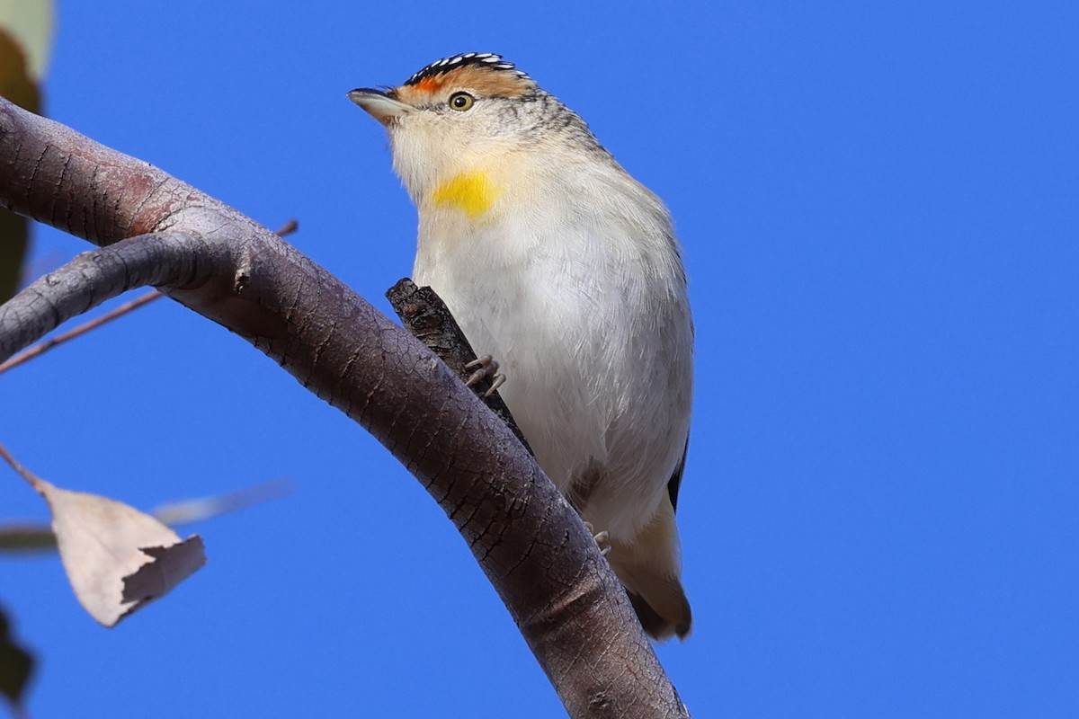 Red-browed Pardalote - ML637759549