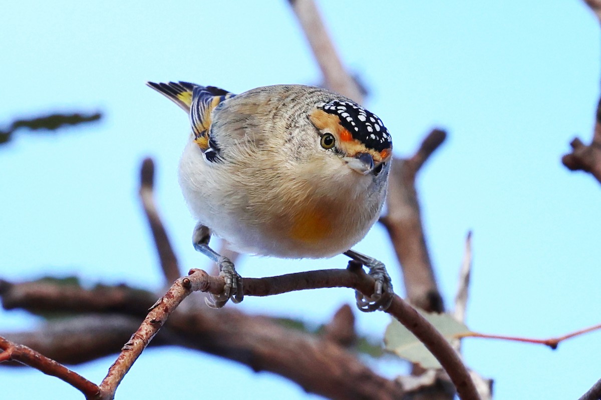 Red-browed Pardalote - ML637759550