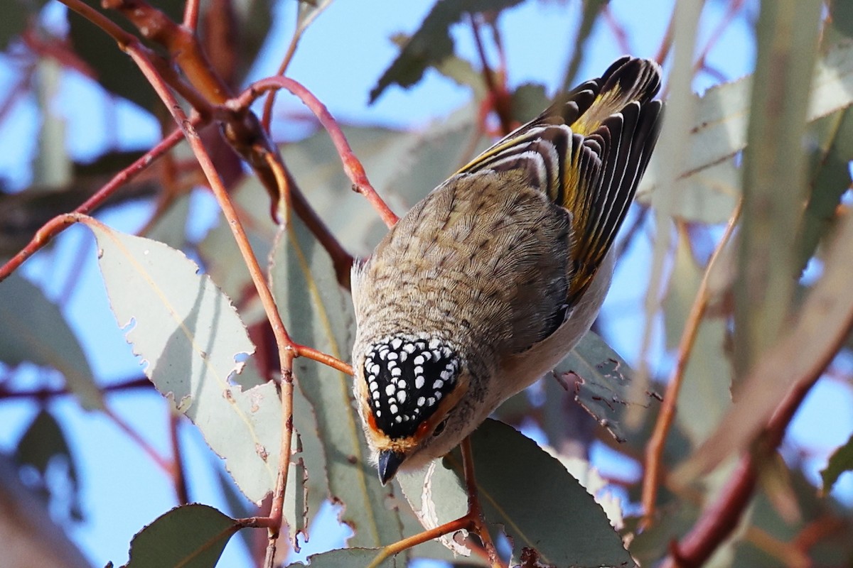 Red-browed Pardalote - ML637759551