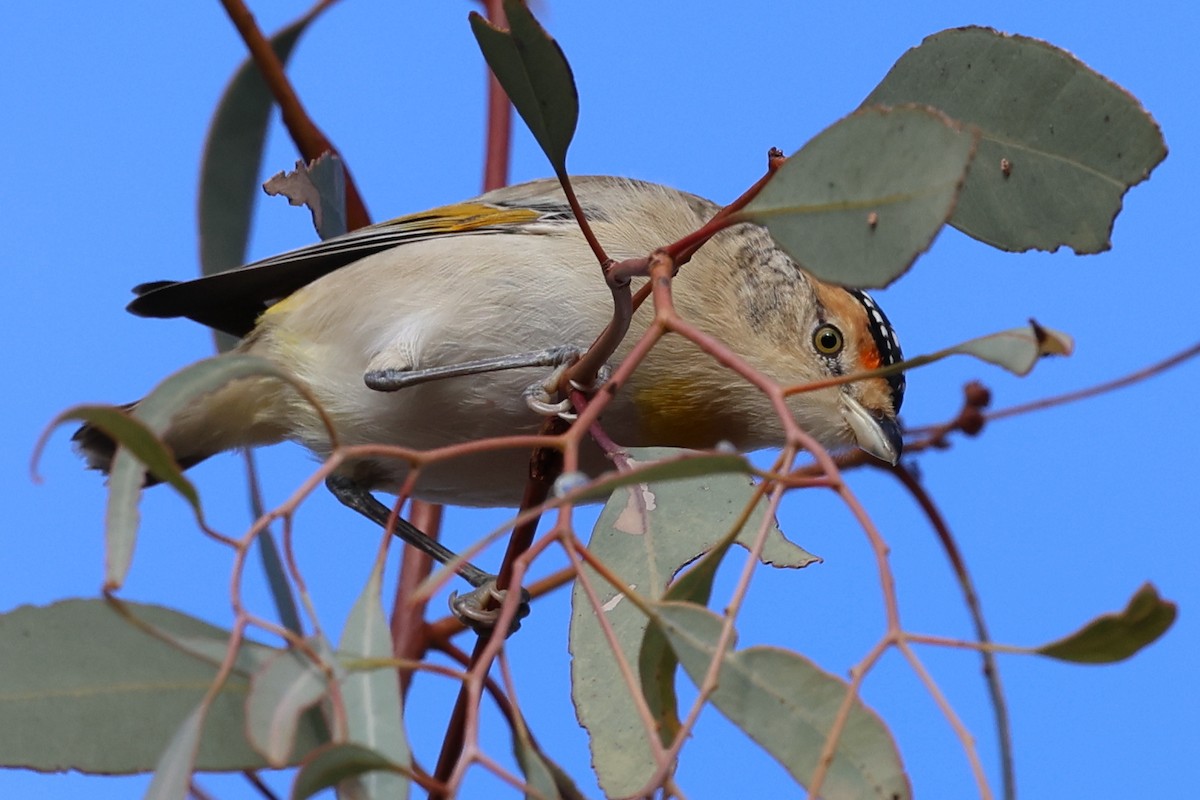 Red-browed Pardalote - ML637759552