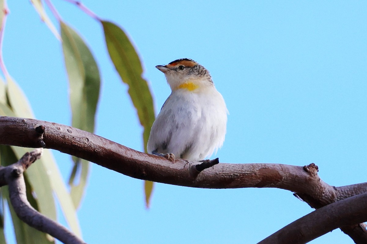 Red-browed Pardalote - ML637759553