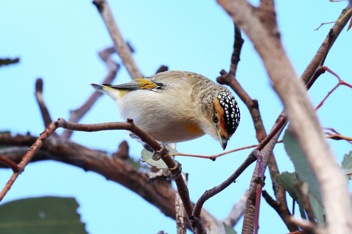 Red-browed Pardalote - ML637759554
