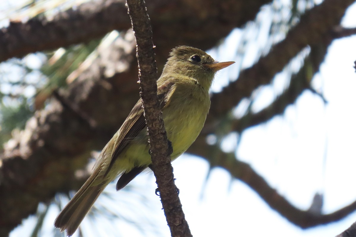 Western Flycatcher - ML637759648