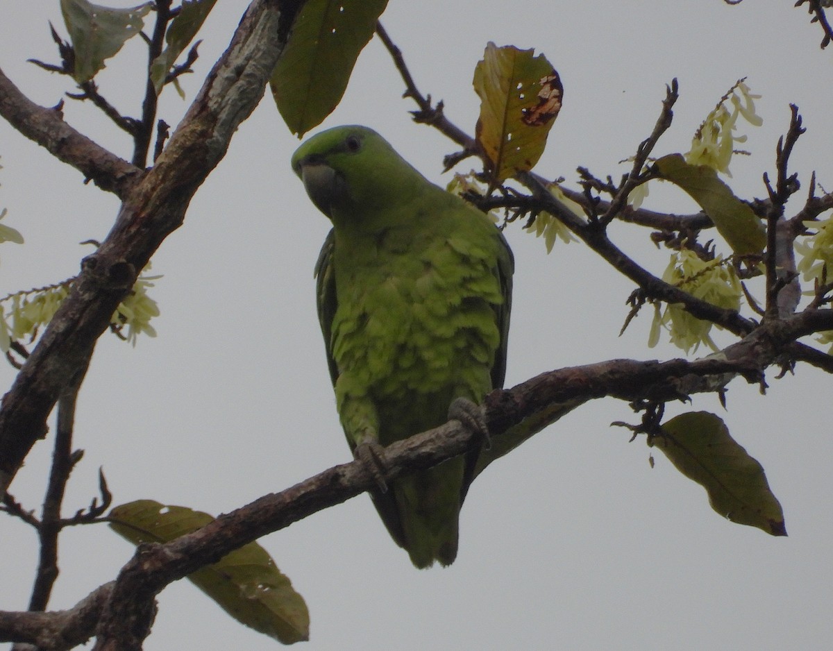 Short-tailed Parrot - ML637759659