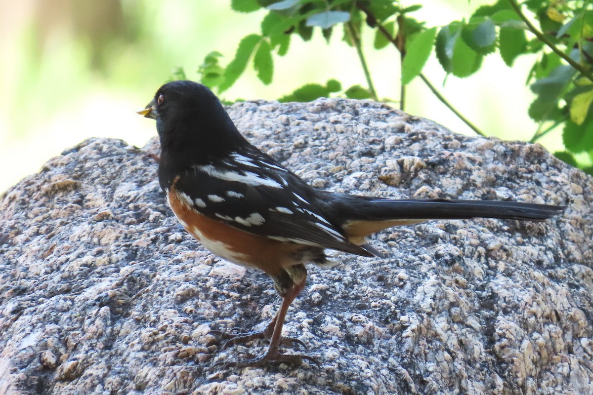 Spotted Towhee - ML637759666