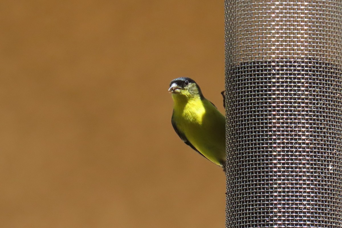Lesser Goldfinch - ML637759683