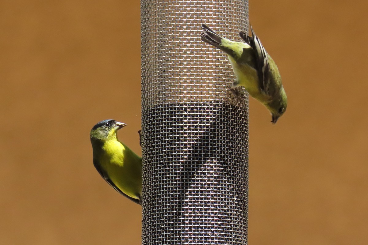 Lesser Goldfinch - ML637759704
