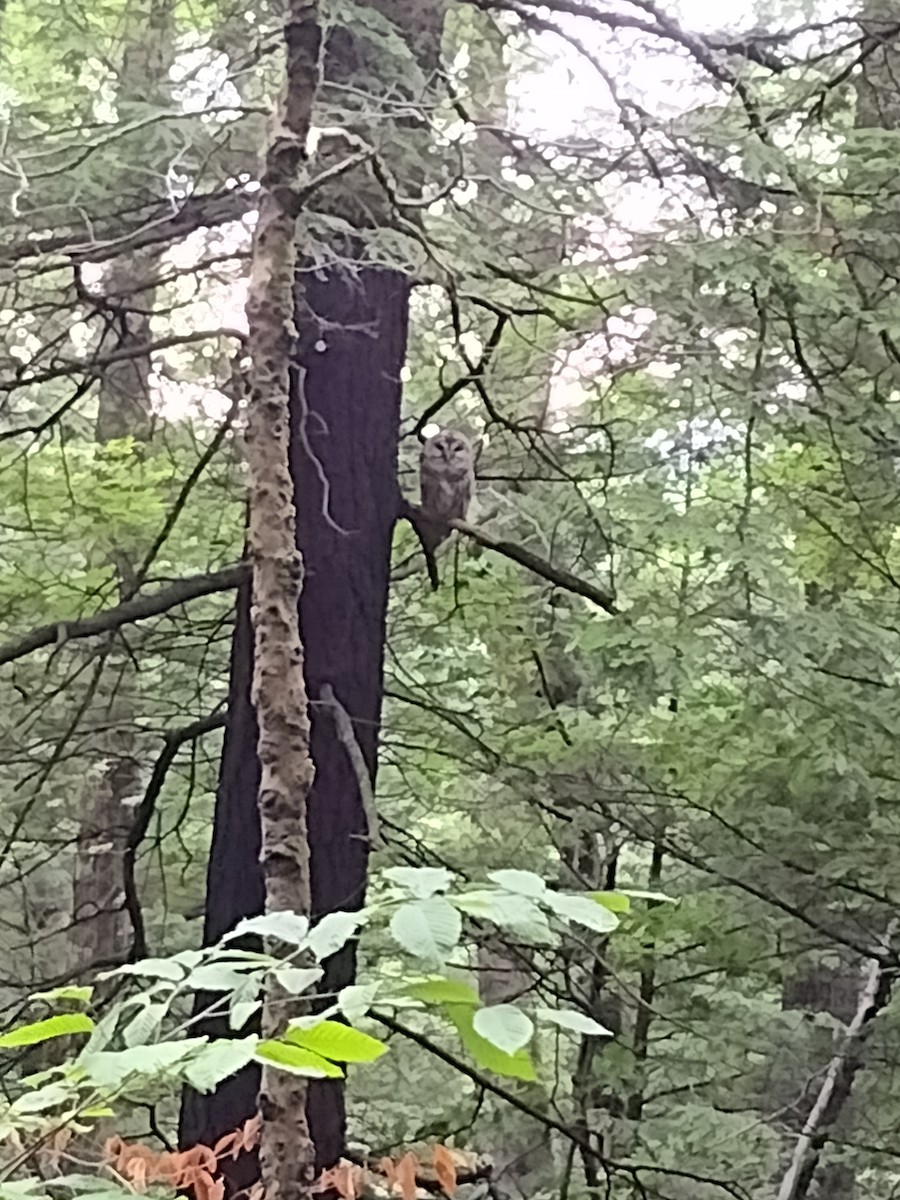 Barred Owl - ML637759785