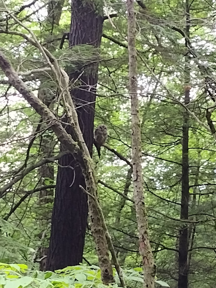 Barred Owl - ML637759786