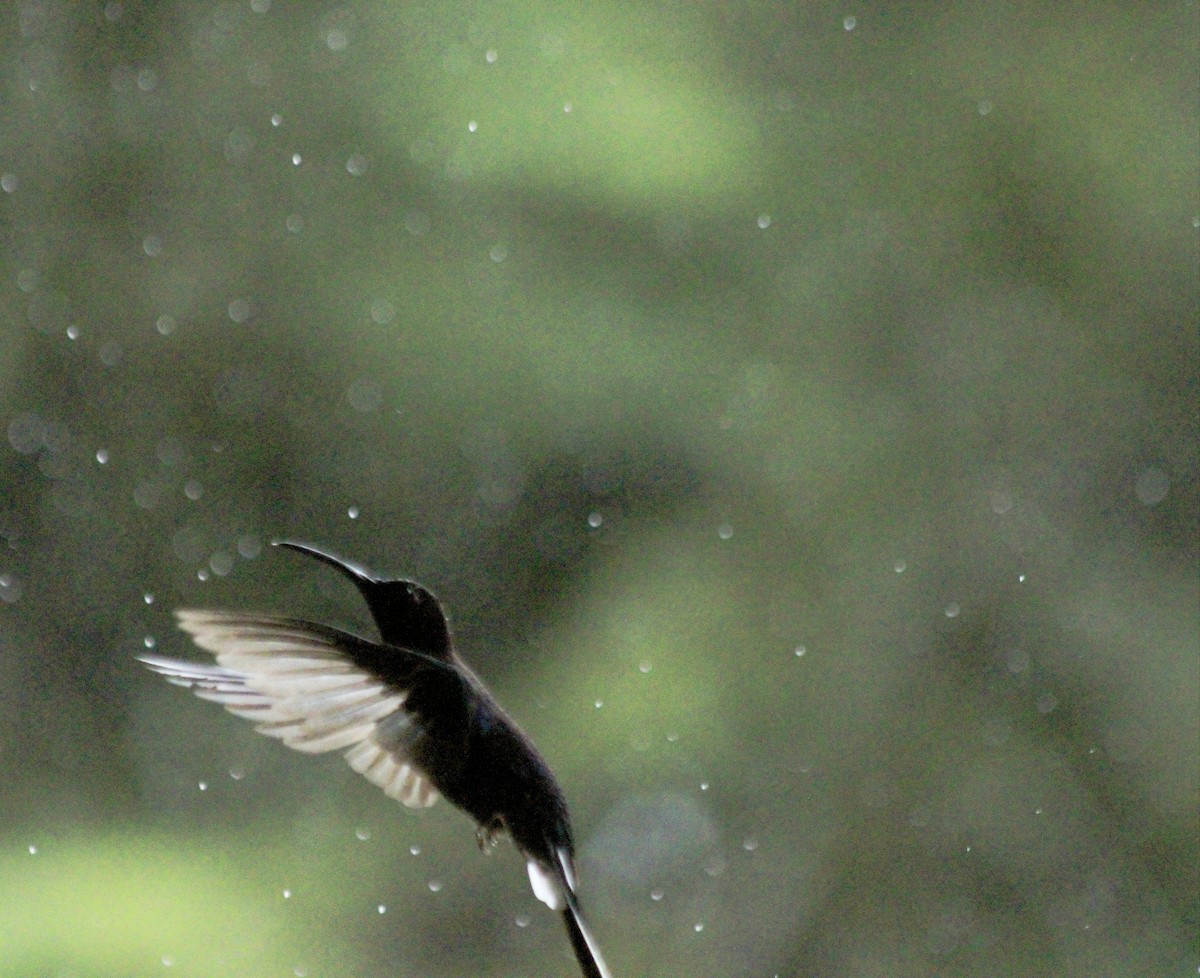 Violet Sabrewing - ML637759798