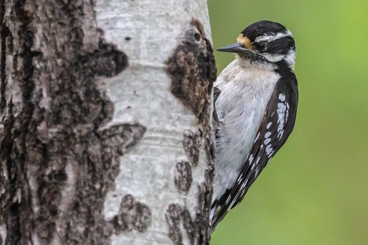 Downy Woodpecker - ML637759823