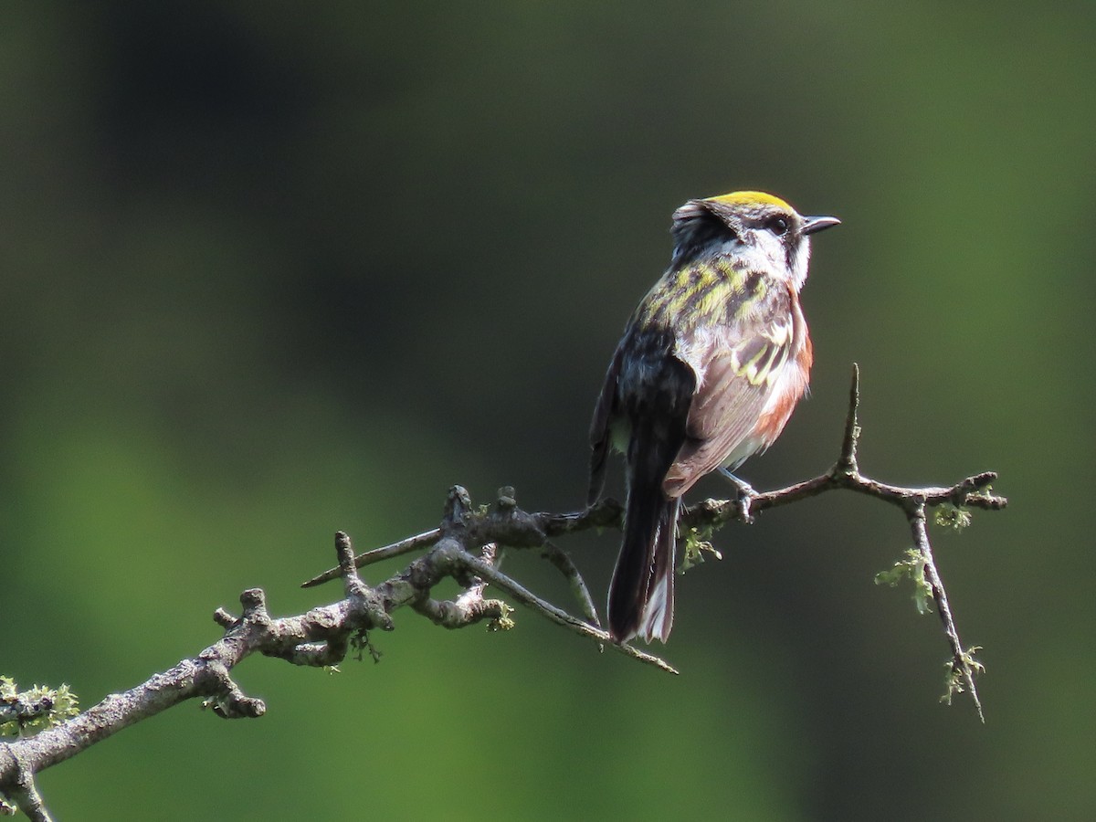 Chestnut-sided Warbler - ML637759851