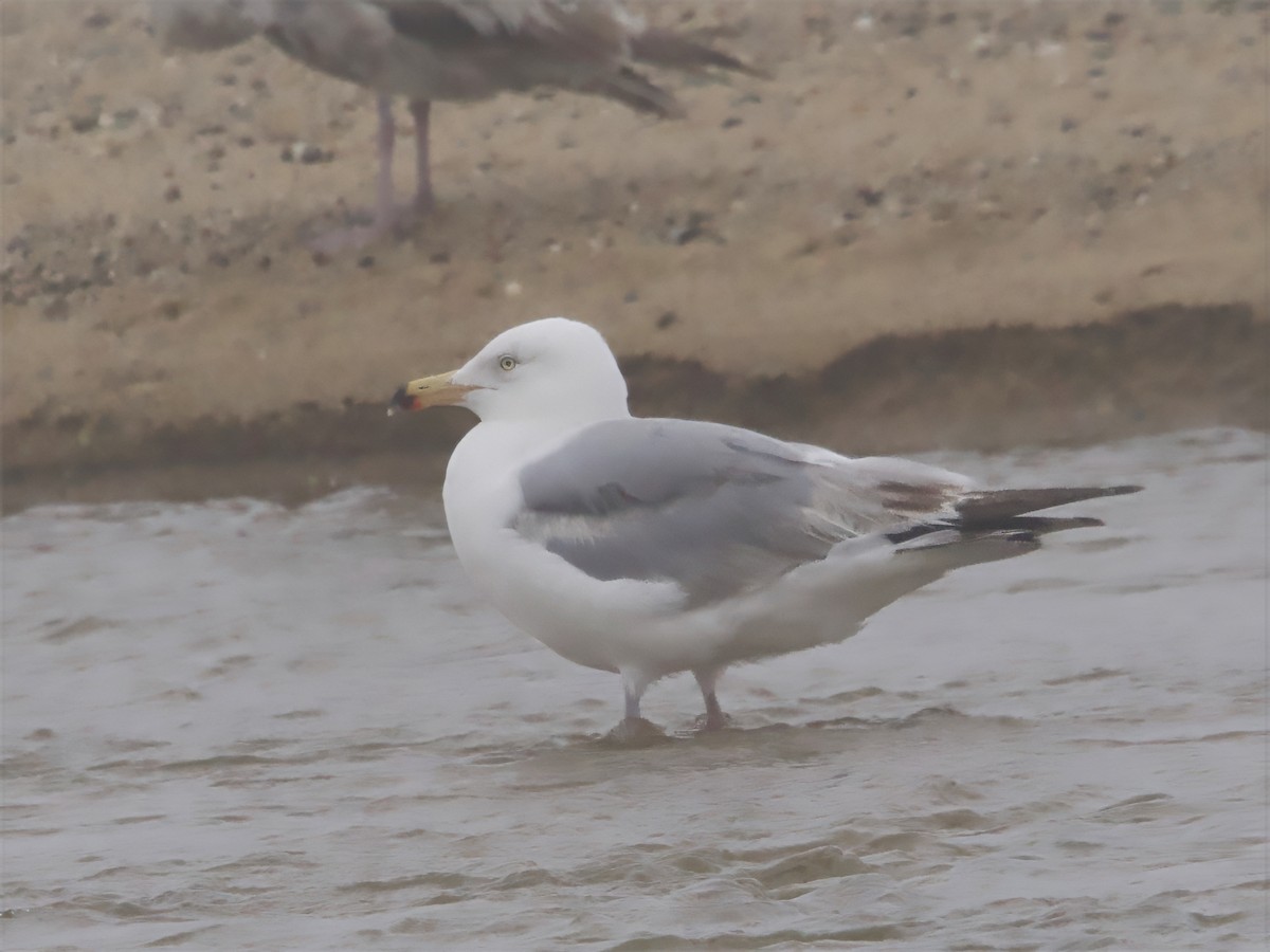 American Herring Gull - ML637759854