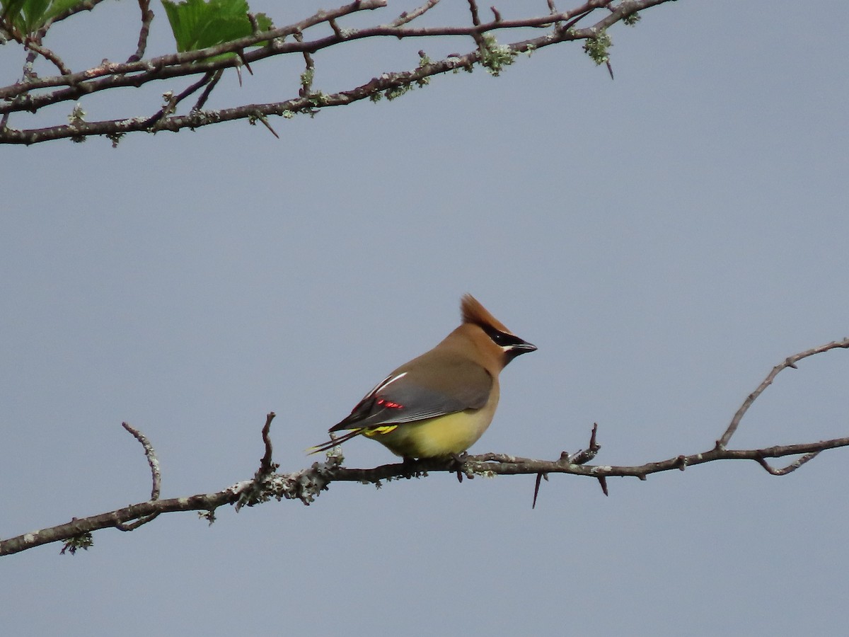 Cedar Waxwing - ML637759874