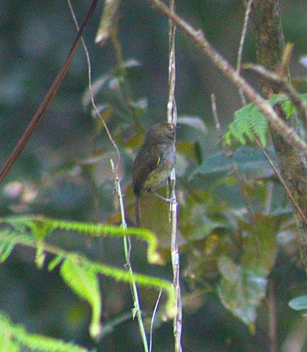 Drab-breasted Pygmy-Tyrant - ML637759913