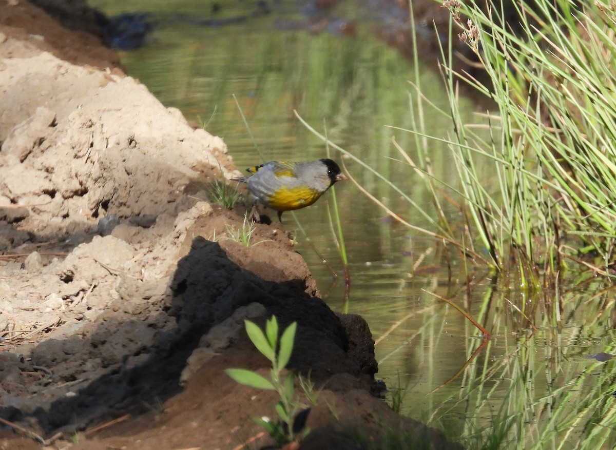 Lawrence's Goldfinch - ML637759941