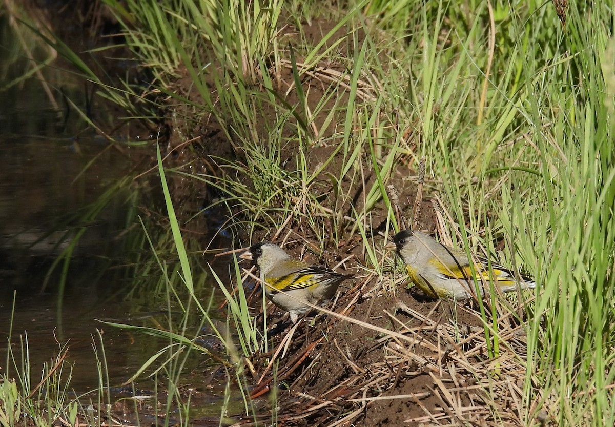 Lawrence's Goldfinch - ML637759942