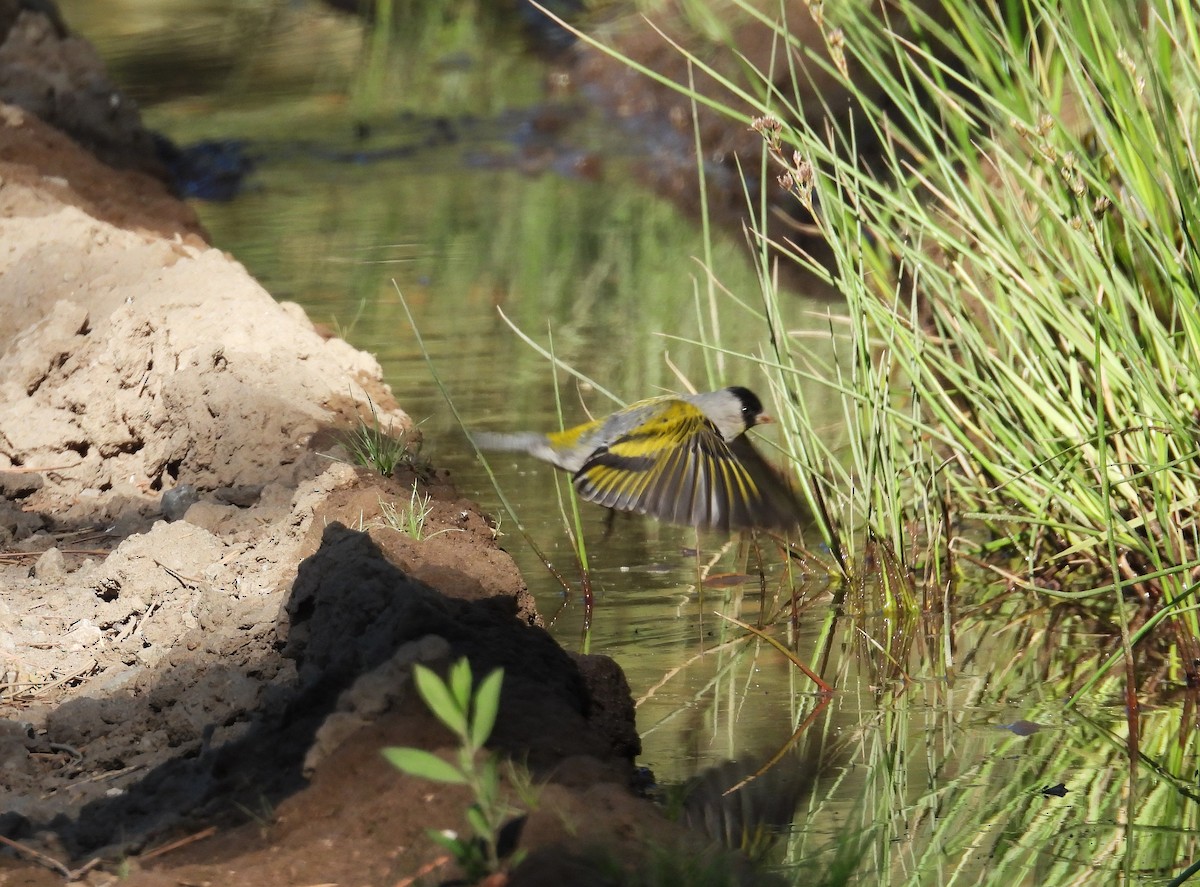 Lawrence's Goldfinch - ML637759943