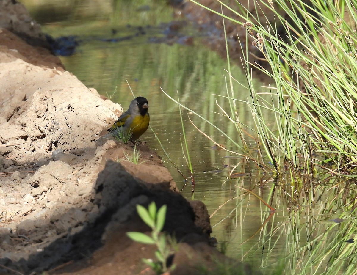 Lawrence's Goldfinch - ML637759944