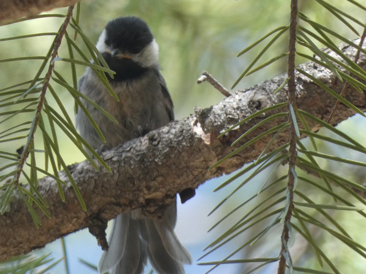 Mexican Chickadee - ML637759946