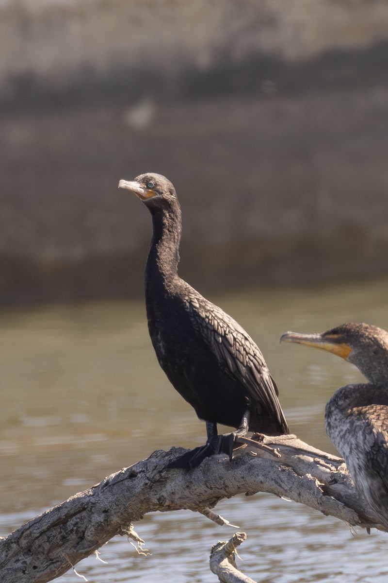 Cormoran vigua - ML637759955