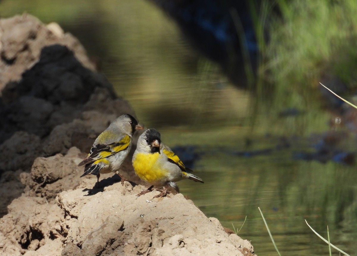 Lawrence's Goldfinch - ML637759974