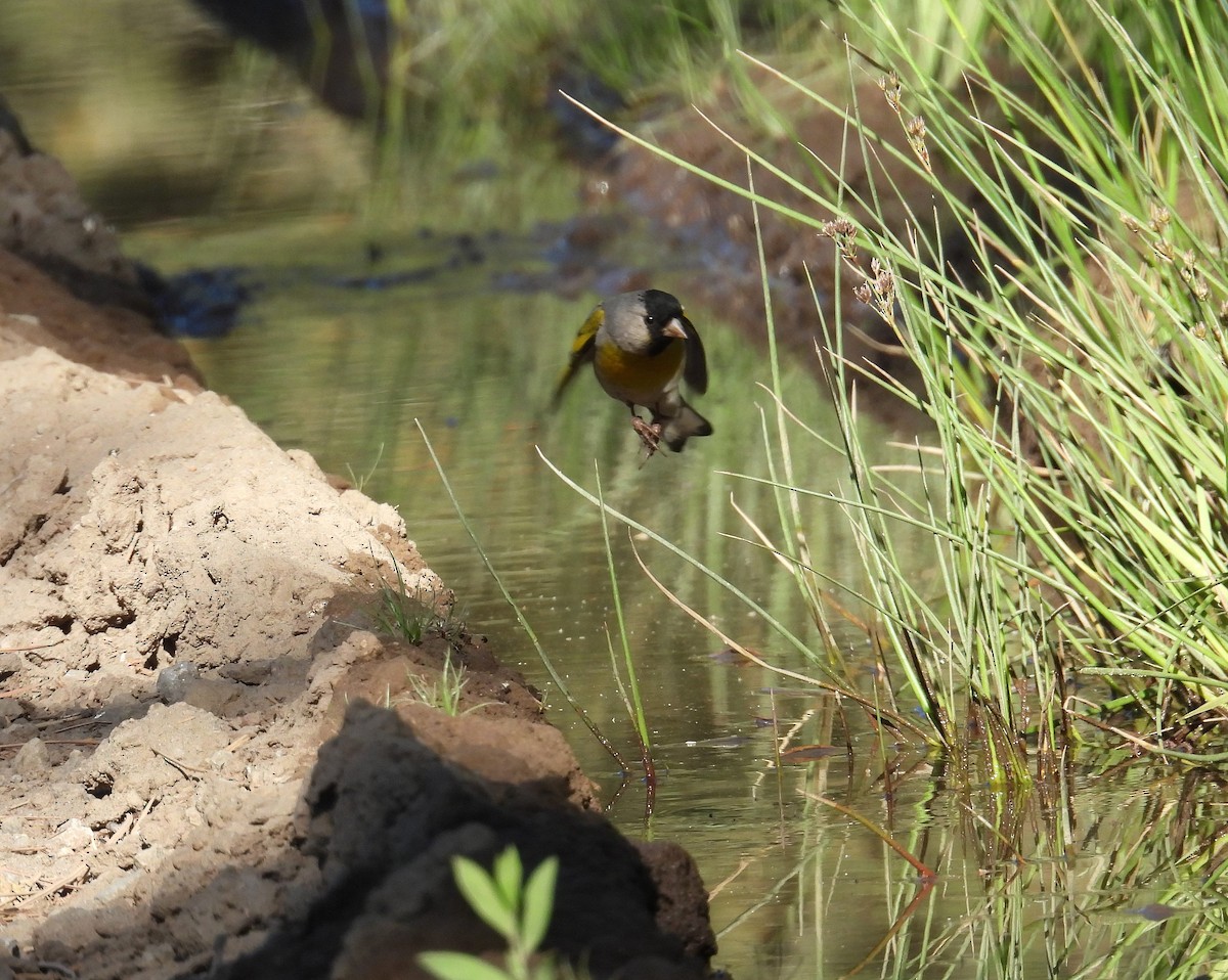 Lawrence's Goldfinch - ML637759975