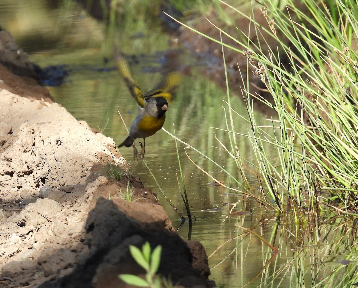 Lawrence's Goldfinch - ML637759976