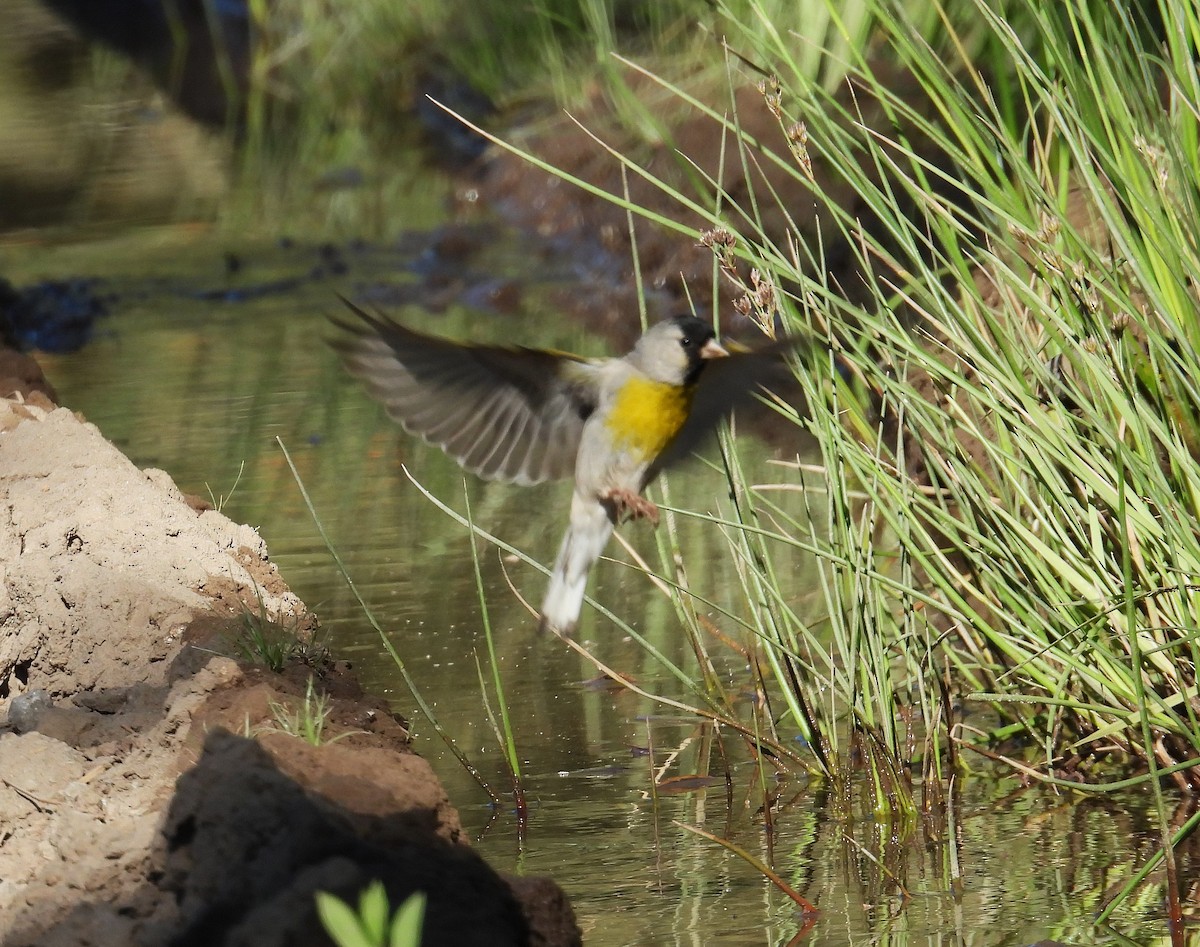 Lawrence's Goldfinch - ML637759977
