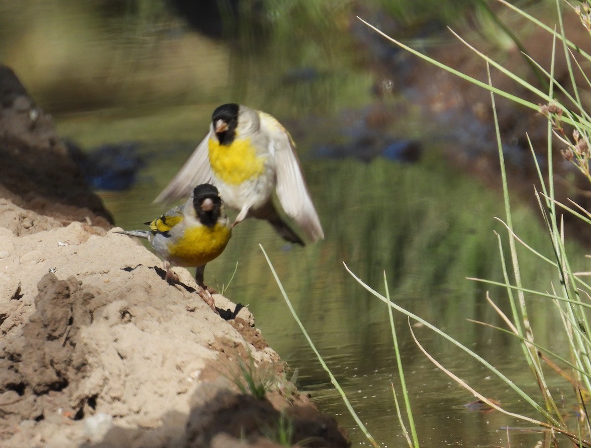 Lawrence's Goldfinch - ML637760027