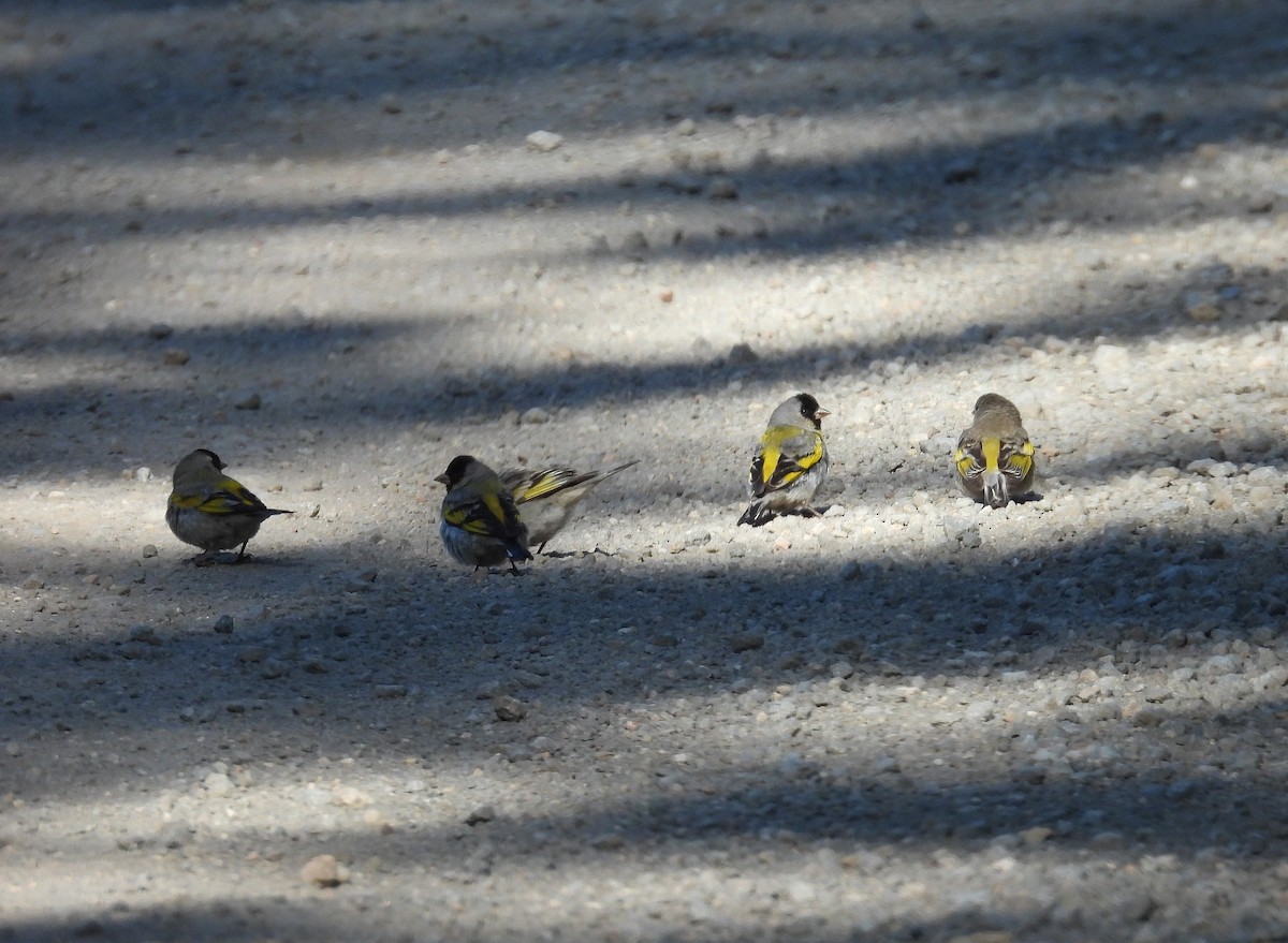 Lawrence's Goldfinch - ML637760028