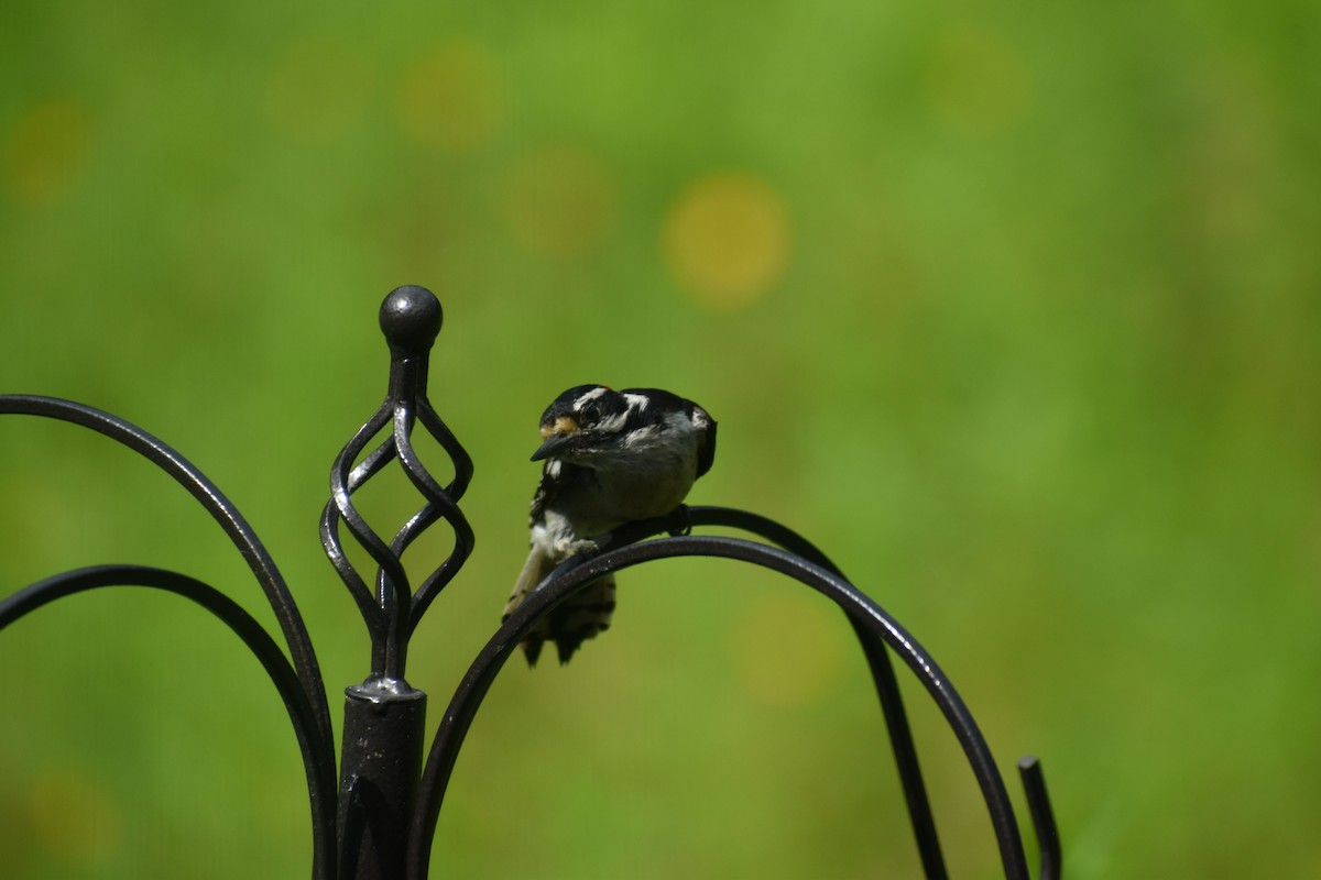 Downy Woodpecker - ML637760041