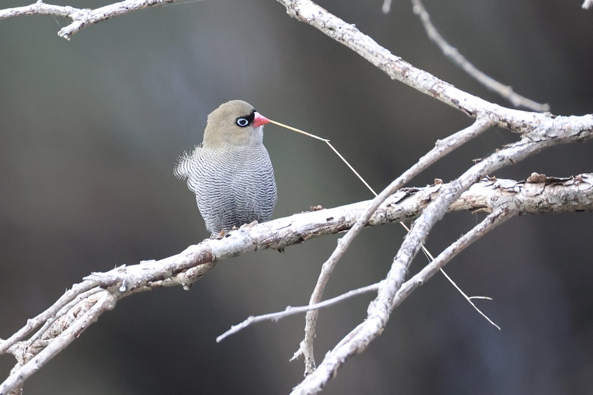 Beautiful Firetail - ML637760048