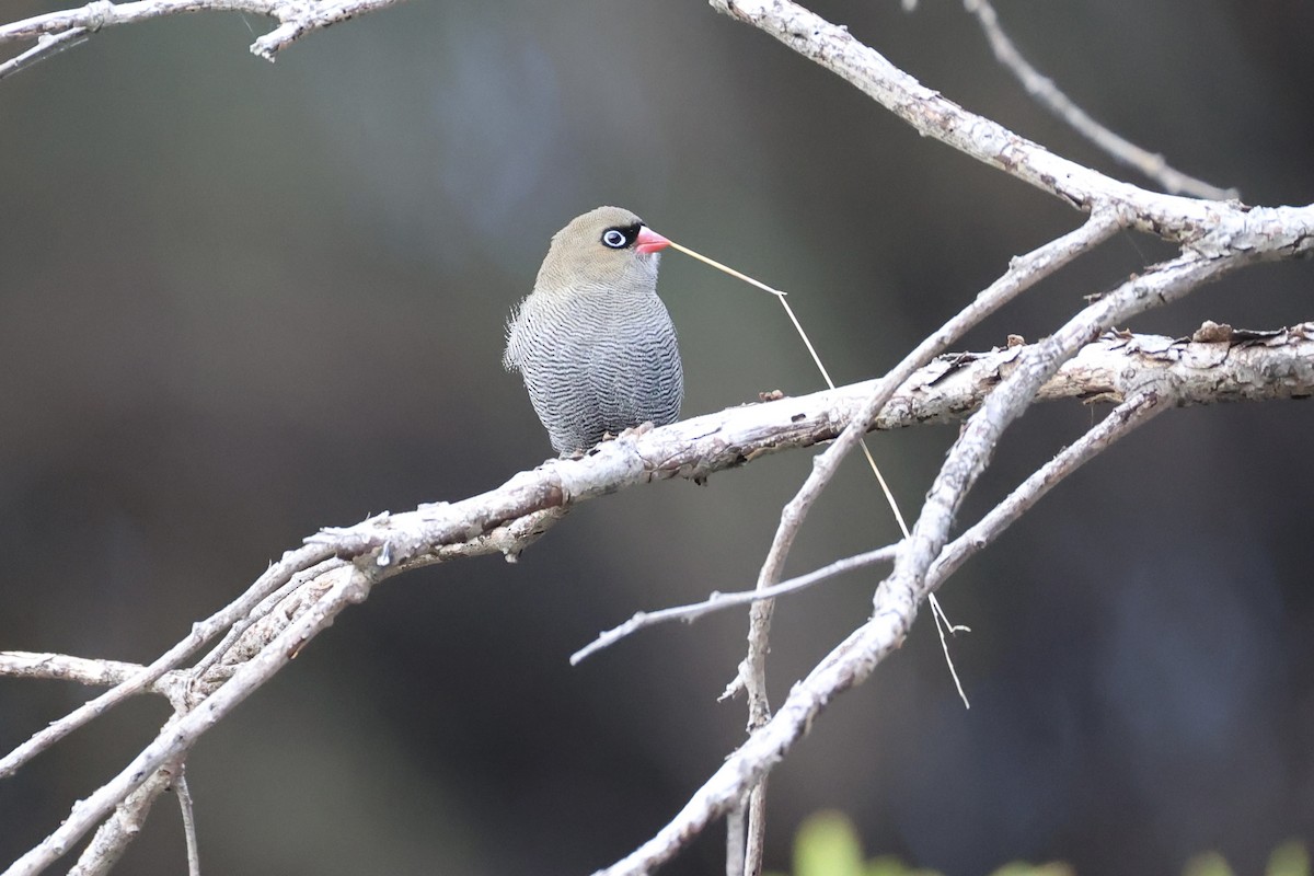 Beautiful Firetail - ML637760049