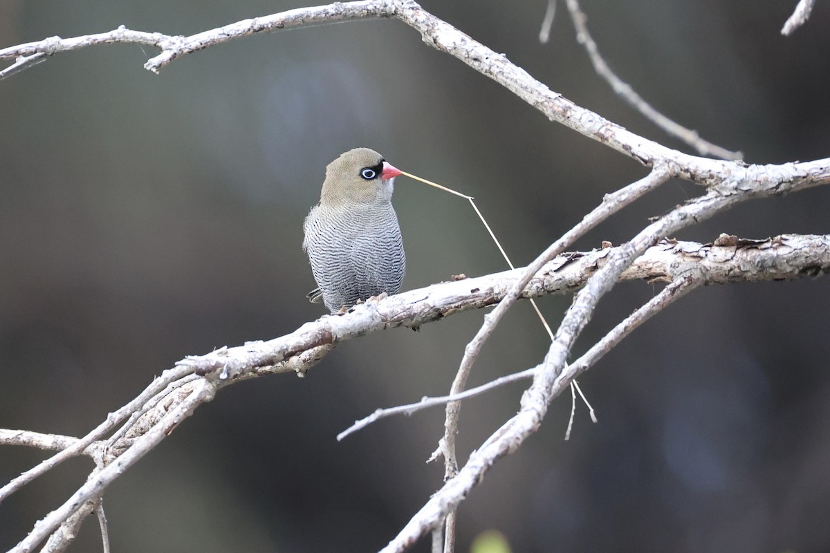 Beautiful Firetail - ML637760050